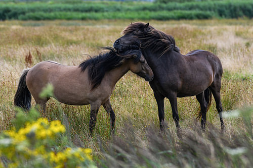In a golden sea of swaying grass, two magnificent horses stand intimately entwined, their flowing manes billowing in the wind