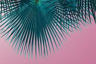 Blaugrünes Palmblatt und rosa Himmel, Sommersaison von Adriana Mueller Miniaturansicht