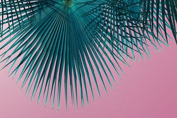 Feuille de palmier bleu-vert et ciel rose, saison estivale sur Adriana Mueller
