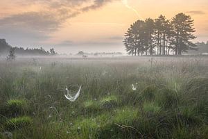 Morning mist van Roelie Steinmann