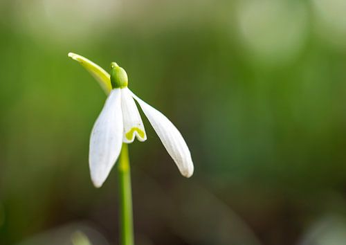 Sneeuwklokje