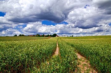 Prächtiges Getreidefeld im Landkreis Oderspree von Silva Wischeropp