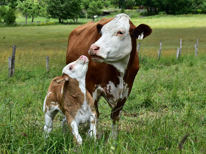 Ein Kälbchen und seine Mama von DeVerviersBelgium
