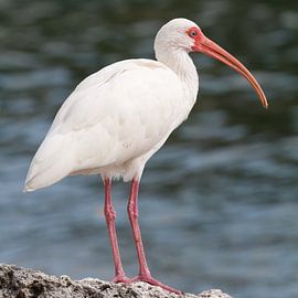 Ibis von Angelique Faber