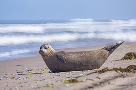 Strand von Noordwijk. Seehund von Yanuschka | Fotografie Noordwijk