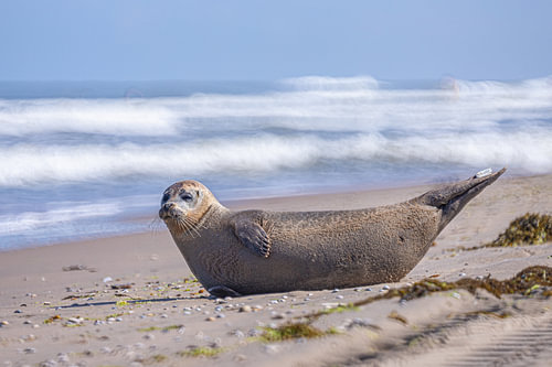 Strand Noordwijk. Zeehond van Yanuschka | Fotografie Noordwijk