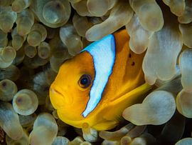 Clownvis (nemo) in de Rode Zee