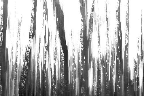 Bäume voller Erinnerungen 1