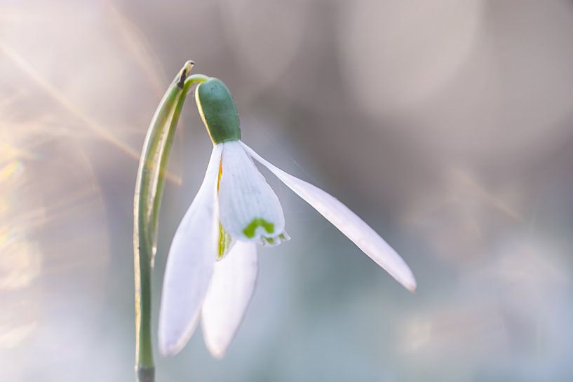 snowdrops light spots by natascha verbij