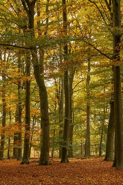 L'automne dans la forêt par Klaas Doting