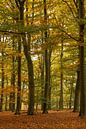 L'automne dans la forêt par Klaas Doting Aperçu