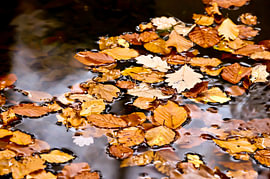 feuilles d'automne sur une flaque d'eau sur Elly de Vries