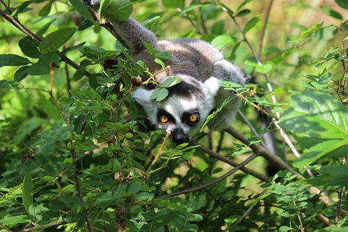 Ringelschwanzlemur