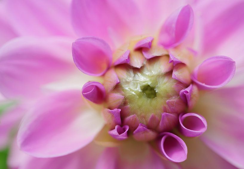 Dahlia by Mario Brussé Fotografie