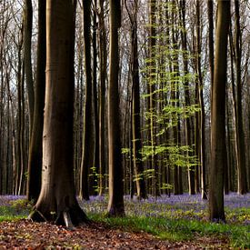 Hallerbos von Hennie Marks