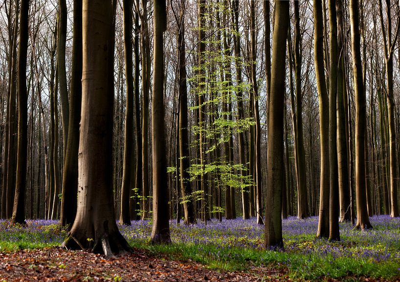 Hallerbos van Hennie Marks