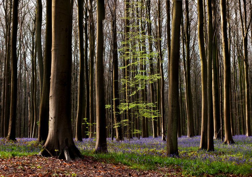 Hallerbos von Hennie Marks