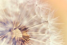 Indian summer feeling: Fluffy dandelion in the warm light by Marjolijn van den Berg
