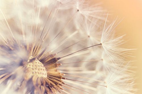 Indian Summer gevoel: Pluisjes van een paardenbloem in het warme licht