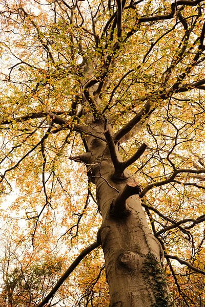 Tree top by Colin van der Bel