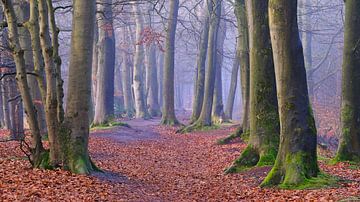 Rijsterbos in the mist by Sabrina de Vries