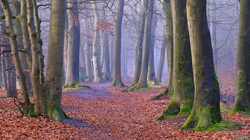 Rijsterbos in de mist van Sabrina de Vries