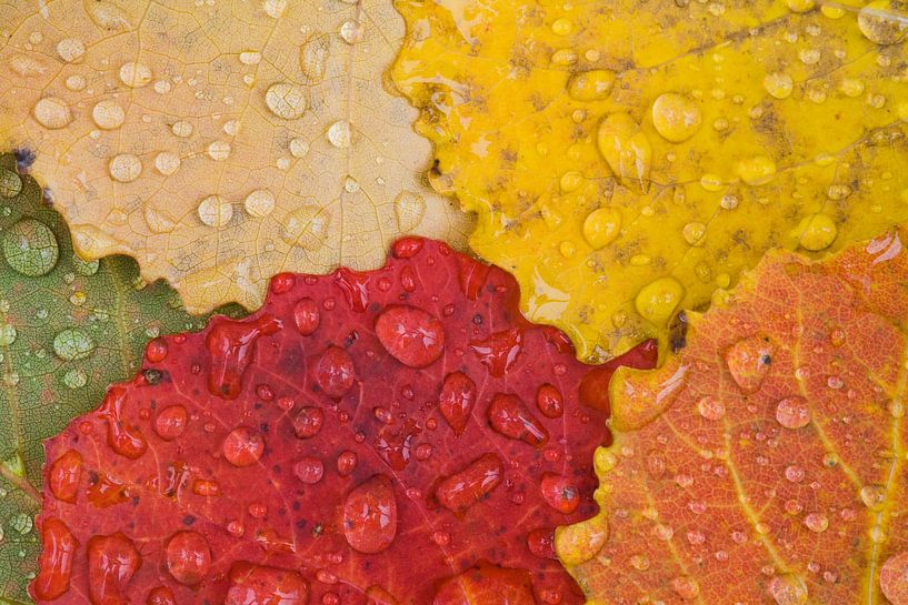 Wassertropfen von Rainer Mirau
