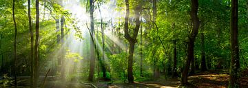 Panorama forestier avec rayons de soleil sur Günter Albers
