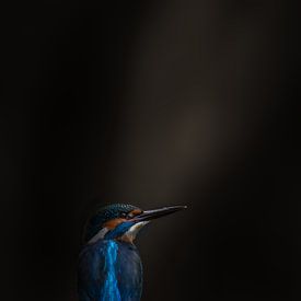 Kingfisher in the spotlight by Erwin Stevens