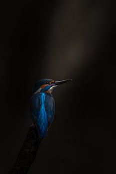 Ijsvogel in de spotlight
