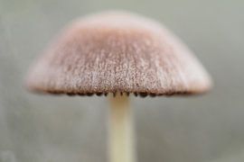 Toadstool by Astrid Brouwers