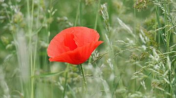 Mohnblume von Tesstbeeld Fotografie