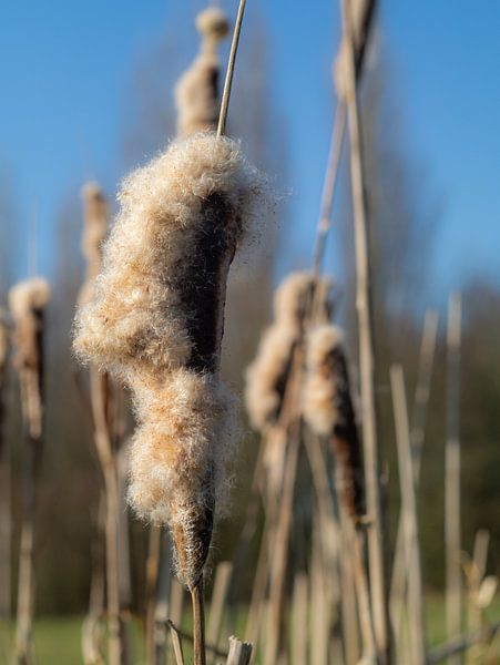 Sigaren in het riet van Mr White Takes Pictures