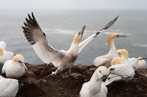 Wings of Freedom: Gannets on Heligoland