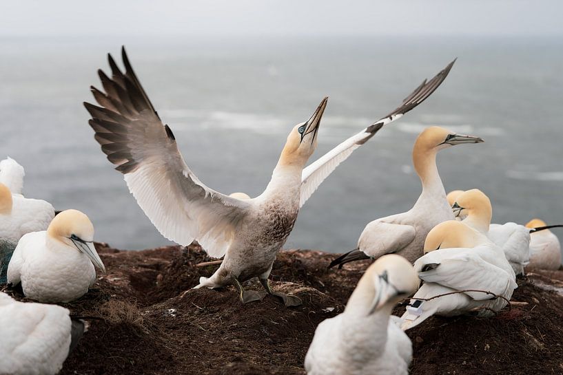 Wings of Freedom: Gannets on Heligoland by Ruben Van Dijk
