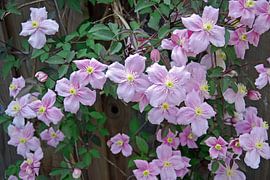  bloemen by Luc van Alphen