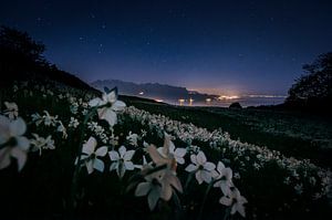 Narzissen night sky von KSB Photography