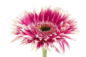 Blanc/rose Germini Gerspider Cyta