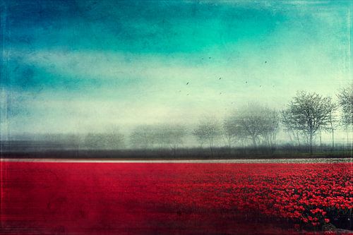 Memories - Tulip field in red - Abstract photography