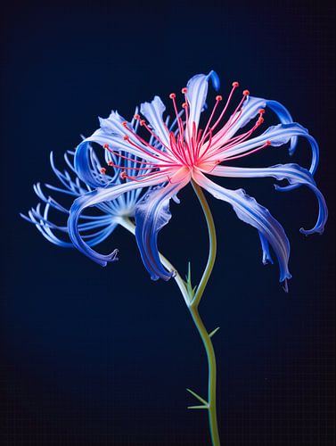 spinnenweb bloem portret