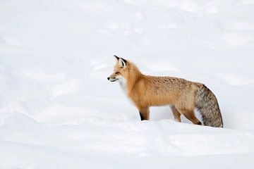 Red Fox in snow... Red Fox *Vulpes vulpes* sur wunderbare Erde