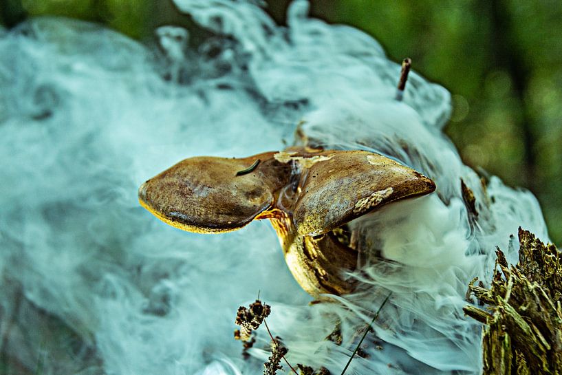 Nature mushrooms by Johnny Flash