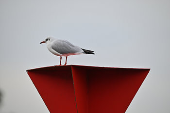Möwe