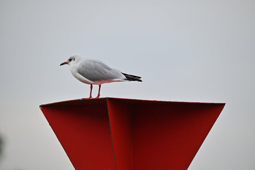 Möwe von Frank Mossink