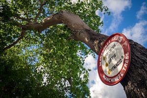 Arbre Manzanilla sur Martijn Smeets