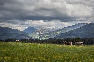 Vaches en Autriche