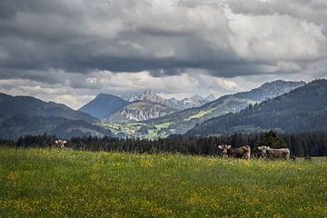 Koeien in Oostenrijk van Silvia Thiel
