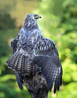 Crested buzzard on prey