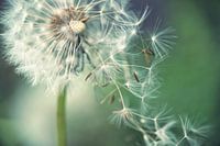 Dandelion with flying umbrella