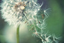Pusteblume mit fliegenden Schirmchen von Julia Delgado